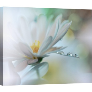 Tablou canvas - Atingere Usoara, Macro, Inchis, Cadere, Apa, Floare, Reflectie, 60 x 75 cm