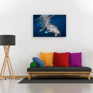 Tablou canvas - Balena Cu Cocoasa, Sub Apa, Scufundare, 40 x 60 cm - Img 2