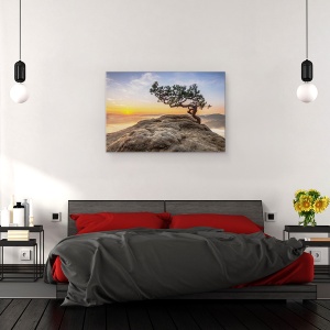 Tablou canvas - Batranul Pin, Germania, Rasarit De Soare, 60 x 90 cm - Img 3