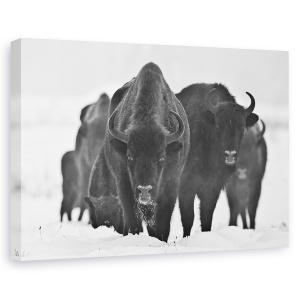 Tablou canvas - Bizonii Europeni, Alb-Negru, Animal, 40 x 60 cm
