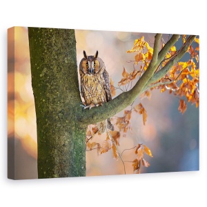 Tablou canvas - Bufnita Cu Urechi Lungi, Bufnita, Pasare, Ramura, Toamna, Toamna, 40 x 60 cm