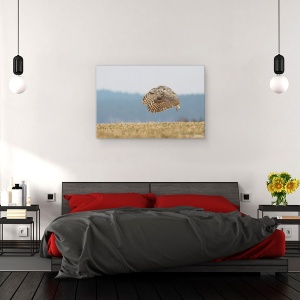 Tablou canvas - Bufnita De Virginia, Look, Ochi, Zbor, Zbor, Zburand, 60 x 90 cm - Img 3