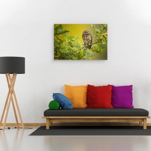 Tablou canvas - Bufnita, Pasare, Salbatic, Salbatic, 40 x 60 cm - Img 2