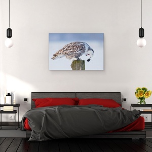 Tablou canvas - Bufnita Polara, Bufnita, Pelete, Iarna, Natura, Salbatic, 60 x 90 cm - Img 3