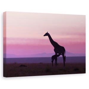 Tablou decorativ canvas Masai Mara cu girafe la rasarit