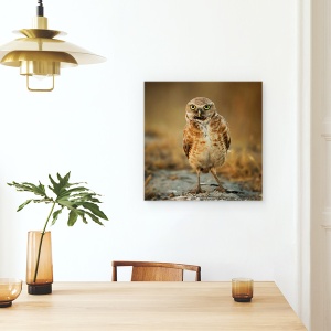 Tablou canvas - Ce Mai Faci?, Salbatic, Salbatic, Natura, Pasare, Bufnita, 60 x 60 cm - Img 4