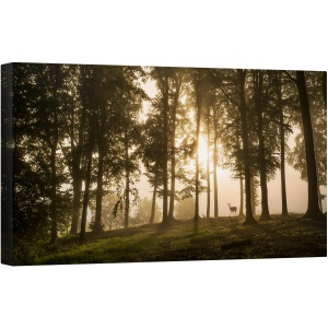Tablou canvas - Cerb in Ceata Diminetii, Danemarca, Iutlanda, Padure, Usor, Cerb, Pomi, 50 x 100 cm