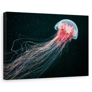 Tablou canvas - Coada lunga, Animal, Meduza, 60 x 90 cm