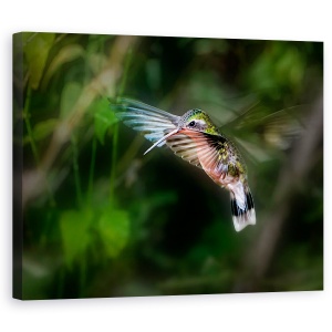 Tablou canvas - Colibri, Salbatic, Pasare, Aripi, Verde, 60 x 75 cm