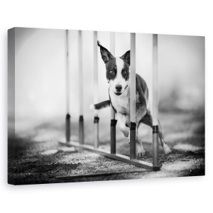 Tablou canvas - Concentrare, Agilitate, Caine, Actiune, Alb-Negru, Animal, 60 x 90 cm