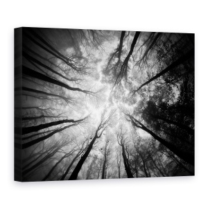 Tablou canvas - Copaci, Padure, Peisaj, Perspectiva, Cer, 75 x 100 cm