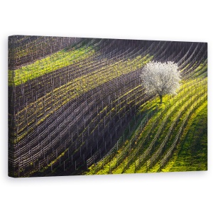 Tablou canvas - Corzi De Primavara, Copac, Linii, Vin, Struguri, 50 x 80 cm