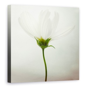 Tablou canvas - Cosmos Alb, Luminos, Floare, Natura Moarta, Punct, 90 x 90 cm