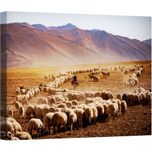 Tablou canvas - Curcan, Documentar, Oaie, Animal, Cioban, 60 x 80 cm