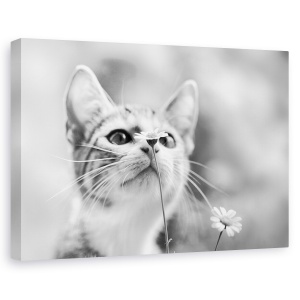 Tablou canvas - Curios, Pisica, Floare, Pet, Dragut, 60 x 90 cm