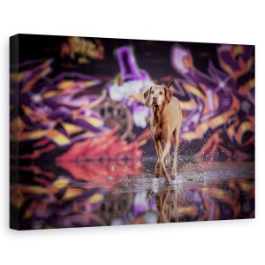 Tablou canvas - Dansator In Intuneric, Caine, Portret, Industrie, Apa, Caini, 40 x 60 cm