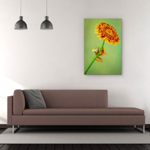Tablou Canvas - Doar Agatat In Jurul Valorii De, Tigru, Broasca, Gerbera, Floare, Portocaliu, 60 x 90 cm - Img 2