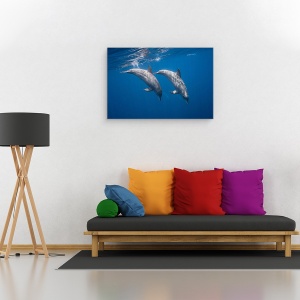 Tablou canvas - Doi Delfini, Ocean, Mare, Sub Apa, 40 x 60 cm - Img 2