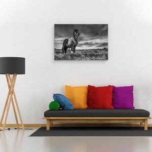 Tablou canvas - Doua De Un Fel, Islanda, Animale, Peisaj, Natura, Vant, 40 x 60 cm - Img 2