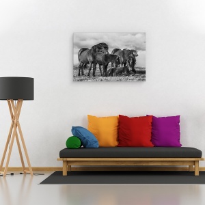 Tablou canvas - Familie Fericita, Animale, Cal Islandez, 40 x 60 cm - Img 2