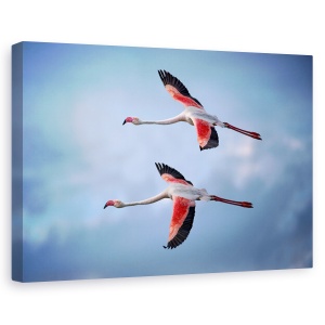 Tablou canvas - Flamingo Mai Mari, Camargue, Pasari, Natura, Salbatic, 60 x 90 cm