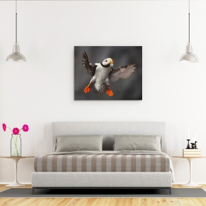 Tablou canvas - Flapsurile Complete, Puffin, Salbatic, Natura, 60 x 75 cm - Img 3