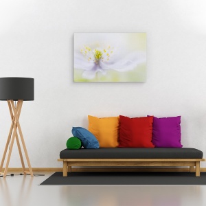 Tablou canvas - Floare, Moale, Fragil, Bland, 80 x 120 cm - Img 2