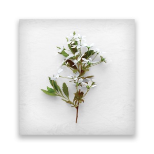 Tablou Canvas -Floral, Alb, Frunze, 60 x 60 cm