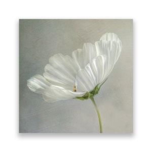 Tablou Canvas - Floral, Flori, Flori de maci, Pictura, Alb, 60 x 60 cm