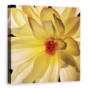 Tablou canvas - Flori, Flori, Floare alb-galbene II, 60 x 60 cm