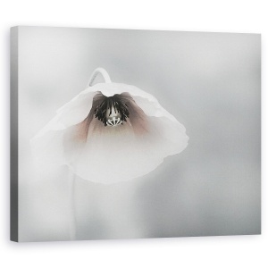 Tablou canvas - Frumusete Efemera, Floare, Maci, Alb, Fragil, Flora, 60 x 75 cm