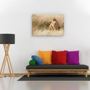 Tablou canvas - Frumusete, Nature, Leu, Serengeti, Savana, 80 x 120 cm - Img 2