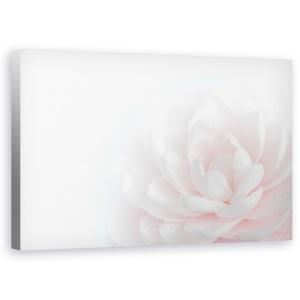 Tablou canvas - Frumusetea Tandra, Punct, Natura Moarta, Floare, 50 x 80 cm