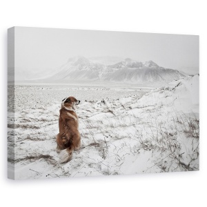 Tablou canvas - Furtuna De Zapada, Islanda, Caine, Animal, Singur, Munte, 40 x 60 cm