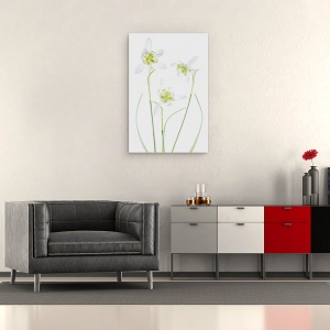 Tablou canvas - Galanthus Flore Pleno, Punct, Floare, Alb, 60 x 90 cm - Img 2