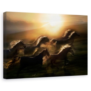 Tablou canvas - Galop De Dimineata, Soare, Cai, Animale, 60 x 90 cm
