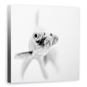 Tablou canvas - Gata Pentru Apropiere, Peste, Luminos, Alb, Alb-Negru, Pet, 60 x 60 cm