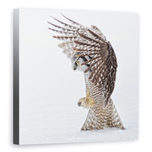 Tablou canvas - Gaurire, Salbatic, Nordul, Soim, Bufnita, Camp, 90 x 90 cm