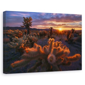 Tablou canvas - Gradina Cholla, Copac, Parc National, California, 60 x 90 cm