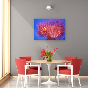 Tablou canvas - In Cautarea Lui Nemo, Pestele-Clovn, Zoo, 40 x 60 cm - Img 4