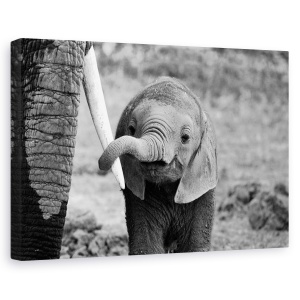 Tablou canvas - inchis, Nature, Elefant, Kenya, Africa, 60 x 90 cm