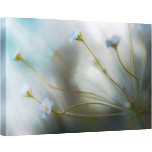 Tablou canvas - Jasmine, Floare, Flora, Floral, Iasomie, Macro, 60 x 90 cm