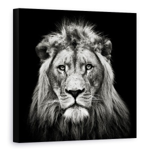 Tablou canvas - Leu Tanar, Rege, Animal, Intuneric, Alb-Negru, 90 x 90 cm