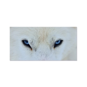 Tablou Canvas - Lup alb, Animal, Ochi, 50 x 100 cm