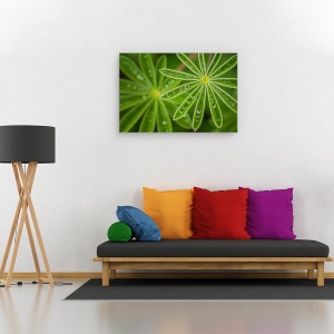 Tablou canvas - Lupin, Floare, Israel, Picaturi, Apa, Ploaie, 80 x 120 cm - Img 2