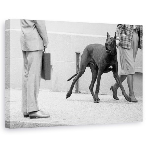 Tablou canvas - Marele Bodyguard Danez , Caine, Bodyguard, Intalnire, Protectie, Grozav, 40 x 60 cm