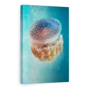Tablou Canvas - Meduze - Phylorhiza Punctata, Venin, Peste, Mediterana, Natura Salbatica, Adanc, 80 x 120 cm