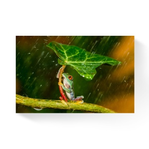 Tablou Canvas - Natura, Broasca, Ploaie, 80 x 120 cm