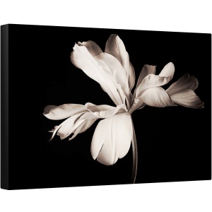 Tablou canvas - Natura Moarta, Floare, Alb-Negru, Intunecos, 40 x 60 cm