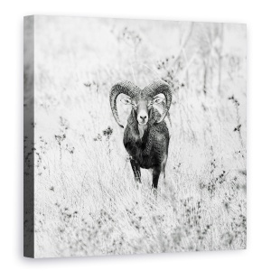 Tablou canvas - Natura, Muflon, Natura, Salbatic, Coarne, Spania, 60 x 60 cm